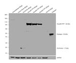 6x-His Tag Antibody