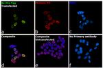 6x-His Tag Antibody in Immunocytochemistry (ICC/IF)