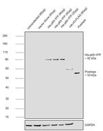 6x-His Tag Antibody in Western Blot (WB)