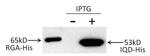 6x-His Tag Antibody in Western Blot (WB)