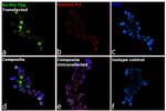 6x-His Tag Antibody in Immunocytochemistry (ICC/IF)