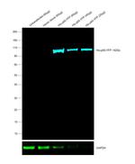 6x-His Tag Antibody in Western Blot (WB)