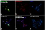 6x-His Tag Antibody in Immunocytochemistry (ICC/IF)