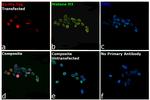 6x-His Tag Antibody in Immunocytochemistry (ICC/IF)