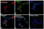 6x-His Tag Antibody in Immunocytochemistry (ICC/IF)