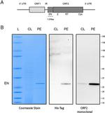 6x-His Tag Antibody in Western Blot (WB)