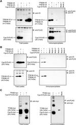 DYKDDDDK Tag Antibody in Western Blot (WB)