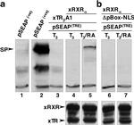 THRA/THRB Antibody in Western Blot (WB)