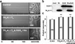 THRA/THRB Antibody in Western Blot (WB)