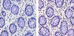 THRA/THRB Antibody in Immunohistochemistry (Paraffin) (IHC (P))