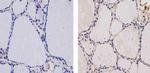 THRA/THRB Antibody in Immunohistochemistry (Paraffin) (IHC (P))