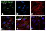 Transferrin Receptor Antibody