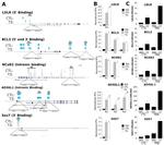 THRB Antibody in ChIP Assay (ChIP)