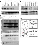 ATM Antibody in Western Blot (WB)