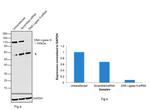 DNA Ligase III Antibody in Western Blot (WB)