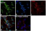 E2F1 Antibody in Immunocytochemistry (ICC/IF)