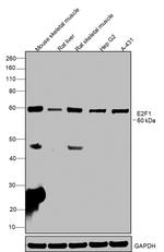 E2F1 Antibody in Western Blot (WB)