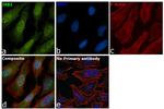 JAB1 Antibody in Immunocytochemistry (ICC/IF)