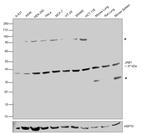 JAB1 Antibody in Western Blot (WB)