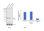 JAB1 Antibody in Western Blot (WB)