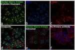 Nuclear Matrix Protein p84 Antibody