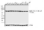 Nuclear Matrix Protein p84 Antibody in Western Blot (WB)