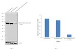 Nuclear Matrix Protein p84 Antibody in Western Blot (WB)