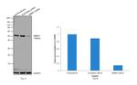 RbAp48 Antibody