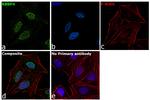 RbAp48 Antibody in Immunocytochemistry (ICC/IF)