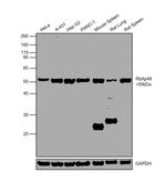 RbAp48 Antibody in Western Blot (WB)