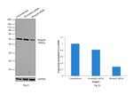 RbAp48 Antibody in Western Blot (WB)