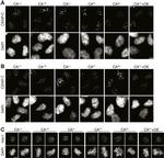 HEC1 Antibody in Immunocytochemistry (ICC/IF)