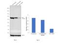 HEC1 Antibody in Western Blot (WB)