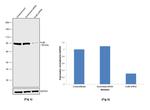 Ku80 Antibody in Western Blot (WB)