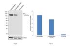 XPC Antibody in Western Blot (WB)