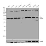 PCNA Antibody in Western Blot (WB)