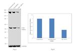 Chk1 Antibody in Western Blot (WB)