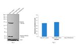 FANCD2 Antibody in Western Blot (WB)