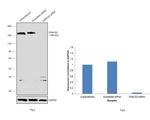 FANCD2 Antibody in Western Blot (WB)