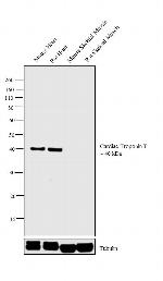 Cardiac Troponin T Antibody in Western Blot (WB)