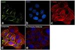 EGFR Antibody in Immunocytochemistry (ICC/IF)