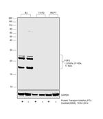 FGF2 Antibody