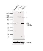 NFkB p65 Antibody in Western Blot (WB)