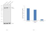 DAPK1 Antibody in Western Blot (WB)