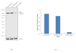 DAPK1 Antibody