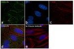 Paxillin Antibody in Immunocytochemistry (ICC/IF)