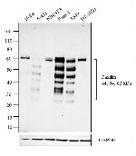 Paxillin Antibody in Western Blot (WB)