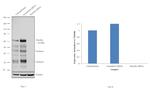 Paxillin Antibody in Western Blot (WB)