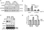 CHOP Antibody in Western Blot (WB)