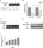 CHOP Antibody in Western Blot (WB)